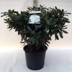 Rhododendron (Rhododendron 'Madame Masson') -Tuinplanten Winkel r. mme masson c30 1