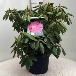 Rhododendron (Rhododendron 'Roseum Elegans') -Tuinplanten Winkel r. roseum elegans c10 50 cm