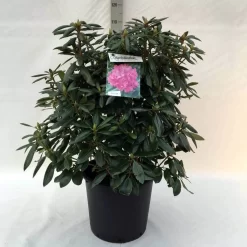 Rhododendron (Rhododendron 'Roseum Elegans') -Tuinplanten Winkel r. roseum elegans c30