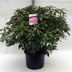 Rhododendron (Rhododendron 'Roseum Elegans') -Tuinplanten Winkel r. roseum elegans c40
