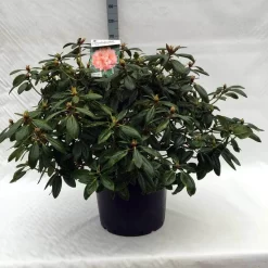 Rhododendron (Rhododendron 'Virginia Richards') 18 Rhododendron (Rhododendron 'Virginia Richards') -Tuinplanten Winkel r. virginia richards c40 1