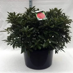 Rhododendron (Rhododendron 'Wilgen's Ruby') 34 Rhododendron (Rhododendron 'Wilgen's Ruby') -Tuinplanten Winkel r. wilgens ruby c80