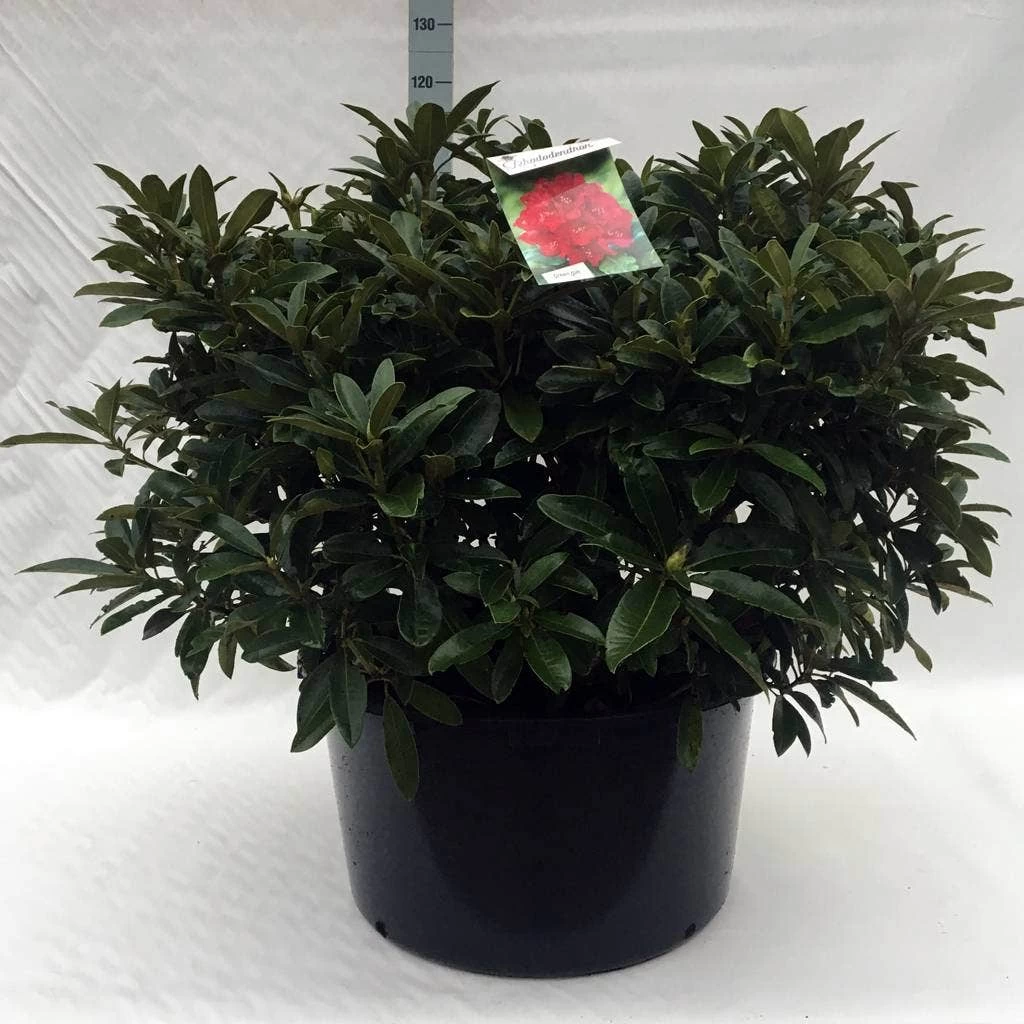 Rhododendron (Rhododendron 'Wilgen's Ruby') 17 Rhododendron (Rhododendron 'Wilgen's Ruby') - Afbeelding 17