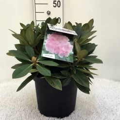 Dwergrhododendron (Rhododendron 'Dreamland') -Tuinplanten Winkel r. y dreamland c5