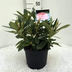 Rhododendron (Rhododendron 'Percy Wiseman') -Tuinplanten Winkel r. y percy wiseman c5 1