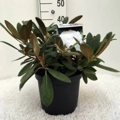 Dwergrhododendron (Rhododendron 'Porzellan') 14 Dwergrhododendron (Rhododendron 'Porzellan') -Tuinplanten Winkel r. y porzelan c5