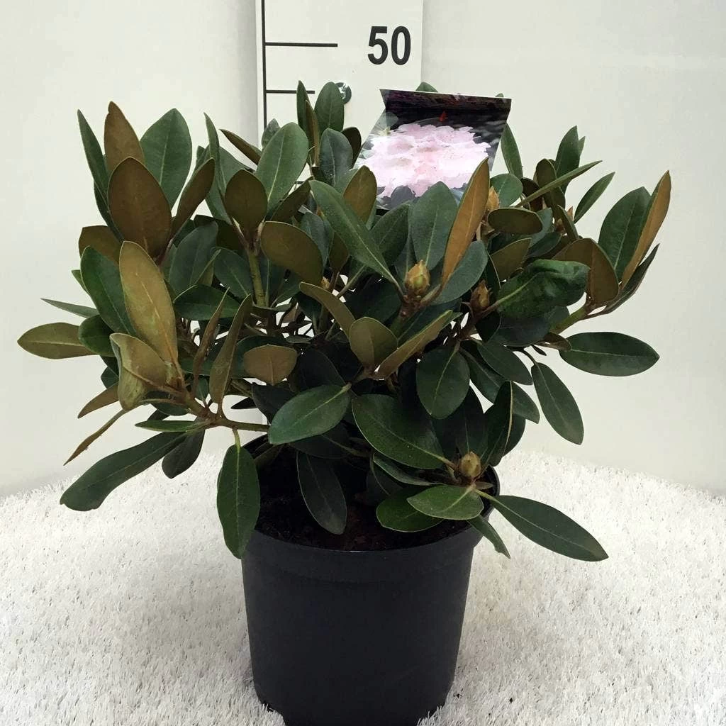 Dwergrhododendron (Rhododendron 'Silberwolke') 3 Dwergrhododendron (Rhododendron 'Silberwolke') - Afbeelding 3