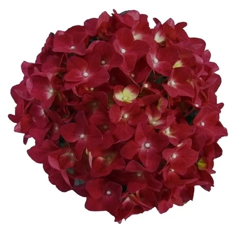 Hortensia Red Reggae (Hydrangea 'Music Collection') 2 Hortensia Red Reggae (Hydrangea 'Music Collection') - Afbeelding 2