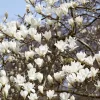 Beverboom (Magnolia Kobus)