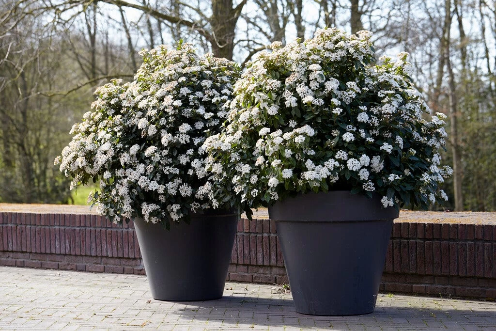 Groenblijvende Sneeuwbal (Viburnum Tinus 'Eve Price') 2 Groenblijvende Sneeuwbal (Viburnum Tinus 'Eve Price') - Afbeelding 2