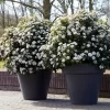 Sneeuwbal Als Bolvorm (Viburnum Tinus 'Eve Price')