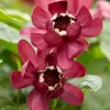 Specerijstruik (Calycanthus 'Aphrodite')