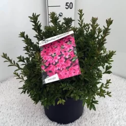 Japanse Azalea (Rhododendron 'Madame Van Hecke') 23 Japanse Azalea (Rhododendron 'Madame Van Hecke') -Tuinplanten Winkel rh. aj mme van hecke c10