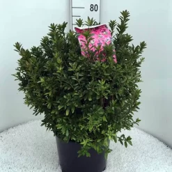 Japanse Azalea (Rhododendron 'Madame Van Hecke') 26 Japanse Azalea (Rhododendron 'Madame Van Hecke') -Tuinplanten Winkel rh. aj mme van hecke c15