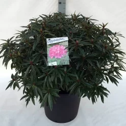 Rhododendron (Rhododendron 'Graziella') -Tuinplanten Winkel rh. graziella c30 1