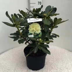 Rhododendron (Rhododendron 'Horizon Monarch') -Tuinplanten Winkel rh. horizon monarch c10 50 cm