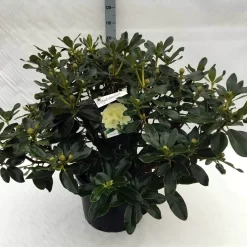 Rhododendron (Rhododendron 'Horizon Monarch') -Tuinplanten Winkel rh. horizon monarch c40 1