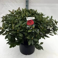 Rhododendron (Rhododendron 'Lord Roberts') 12 Rhododendron (Rhododendron 'Lord Roberts') -Tuinplanten Winkel rh. lord roberts c40