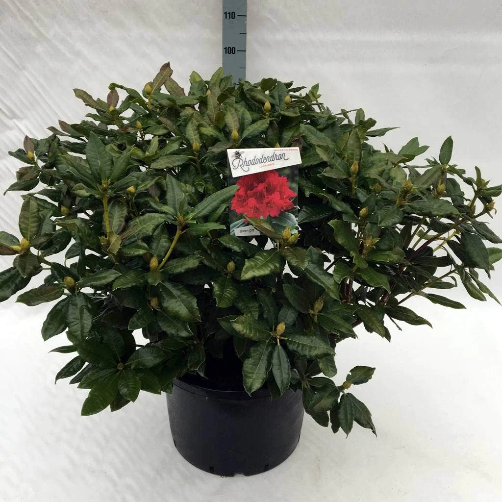 Rhododendron (Rhododendron 'Lord Roberts') 6 Rhododendron (Rhododendron 'Lord Roberts') - Afbeelding 6