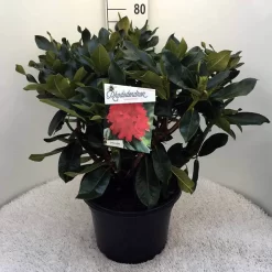 Rhododendron (Rhododendron 'Markeeta's Prize') -Tuinplanten Winkel rh. markeeta s prize c20
