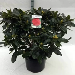Rhododendron (Rhododendron 'Markeeta's Prize') -Tuinplanten Winkel rh. markeeta s prize c40