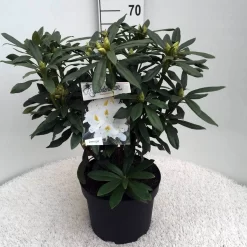 Rhododendron (Rhododendron 'Madame Masson') -Tuinplanten Winkel rh. mme masson c10 50 cm 1