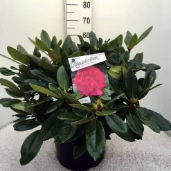 Rhododendron (Rhododendron 'American Beauty') -Tuinplanten Winkel rh. p.a. beauty c20