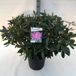 Bosrhododendron (Rhododendron Ponticum 'Roseum') 13 Bosrhododendron (Rhododendron Ponticum 'Roseum') -Tuinplanten Winkel rh. pont. roseum c30
