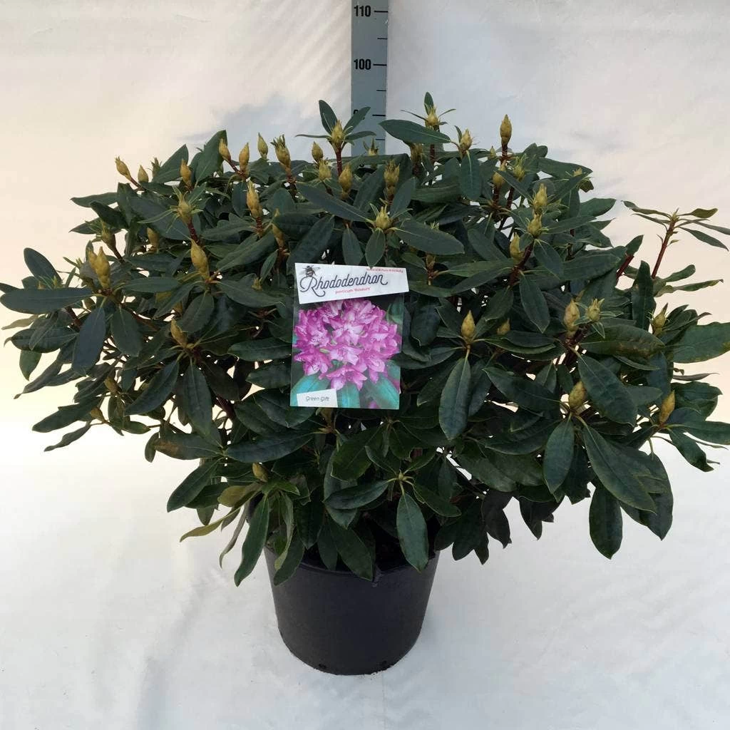 Bosrhododendron (Rhododendron Ponticum 'Roseum') 5 Bosrhododendron (Rhododendron Ponticum 'Roseum') - Afbeelding 5