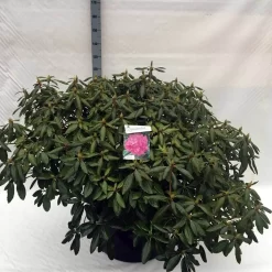 Rhododendron (Rhododendron 'Roseum Elegans') -Tuinplanten Winkel rh. roseum elegans c80
