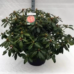 Rhododendron (Rhododendron 'Virginia Richards') 17 Rhododendron (Rhododendron 'Virginia Richards') -Tuinplanten Winkel rh. virginia richards c40 1