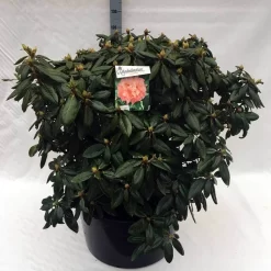 Rhododendron (Rhododendron 'Virginia Richards') 20 Rhododendron (Rhododendron 'Virginia Richards') -Tuinplanten Winkel rh. virginia richards c80