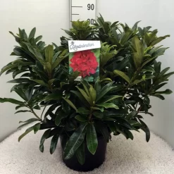 Rhododendron (Rhododendron 'Wilgen's Ruby') 24 Rhododendron (Rhododendron 'Wilgen's Ruby') -Tuinplanten Winkel rh. wilgens ruby c20