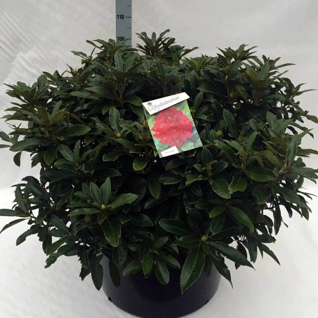 Rhododendron (Rhododendron 'Wilgen's Ruby') 16 Rhododendron (Rhododendron 'Wilgen's Ruby') - Afbeelding 16