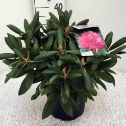 Dwergrhododendron (Rhododendron 'Polaris') -Tuinplanten Winkel rh. y polaris c5 1