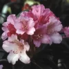 Dwergrhododendron (Rhododendron 'Kalinka')