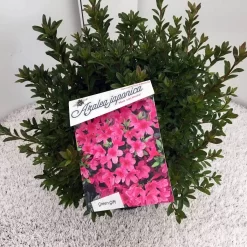 Japanse Azalea (Rhododendron 'Madame Van Hecke') 24 Japanse Azalea (Rhododendron 'Madame Van Hecke') -Tuinplanten Winkel rho. aj mme van hecke c10