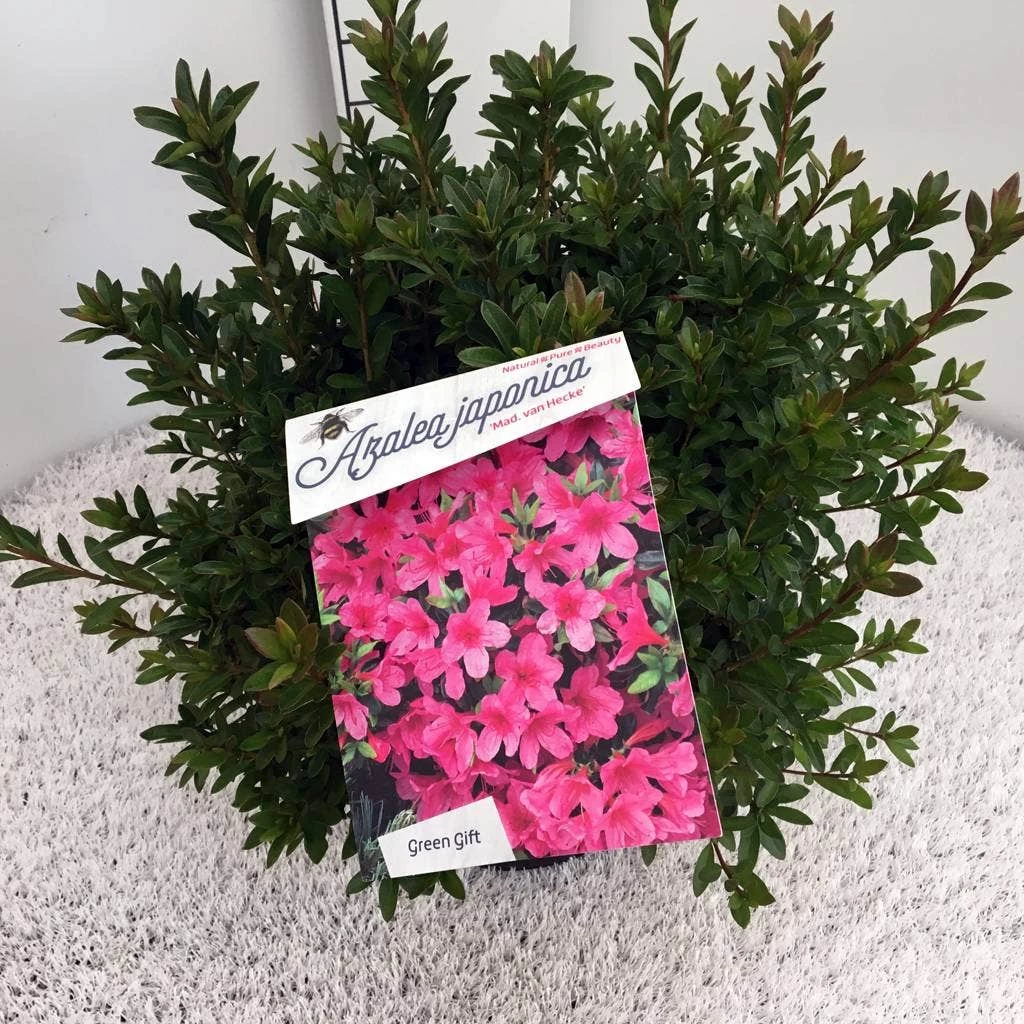 Japanse Azalea (Rhododendron 'Madame Van Hecke') 11 Japanse Azalea (Rhododendron 'Madame Van Hecke') - Afbeelding 11
