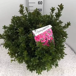 Japanse Azalea (Rhododendron 'Madame Van Hecke') 27 Japanse Azalea (Rhododendron 'Madame Van Hecke') -Tuinplanten Winkel rho. aj mme van hecke c15