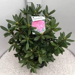 Rhododendron (Rhododendron 'Cosmopolitan') 22 Rhododendron (Rhododendron 'Cosmopolitan') -Tuinplanten Winkel rho. cosmopolitan c10 50 cm