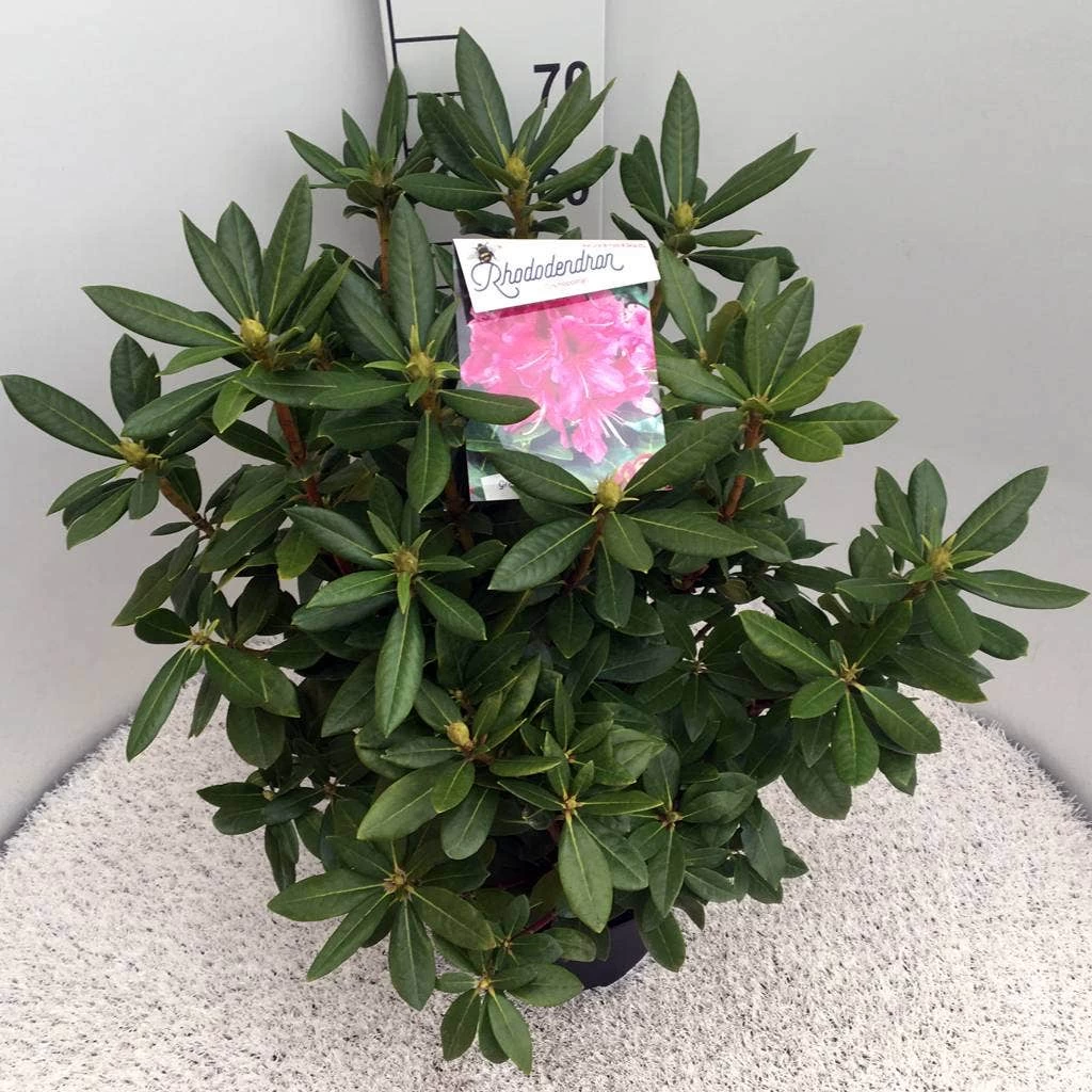 Rhododendron (Rhododendron 'Cosmopolitan') 7 Rhododendron (Rhododendron 'Cosmopolitan') - Afbeelding 7