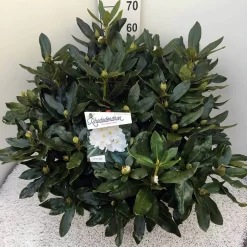 Rhododendron (Rhododendron 'Cunningham White') -Tuinplanten Winkel rho. cunn white c20 1