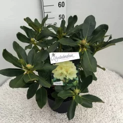 Rhododendron (Rhododendron 'Horizon Monarch') -Tuinplanten Winkel rho. horizon monarch c10 50 cm