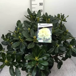 Rhododendron (Rhododendron 'Horizon Monarch') -Tuinplanten Winkel rho. horizon monarch c20 1