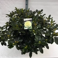 Rhododendron (Rhododendron 'Horizon Monarch') -Tuinplanten Winkel rho. horizon monarch c40