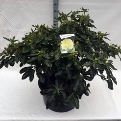 Rhododendron (Rhododendron 'Horizon Monarch') -Tuinplanten Winkel rho. horizon monarch c80