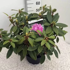 Rhododendron (Rhododendron 'Kokardia') -Tuinplanten Winkel rho. kokardia c10 50 cm 1