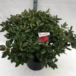 Rhododendron (Rhododendron 'Lord Roberts') 11 Rhododendron (Rhododendron 'Lord Roberts') -Tuinplanten Winkel rho. lord roberts c40