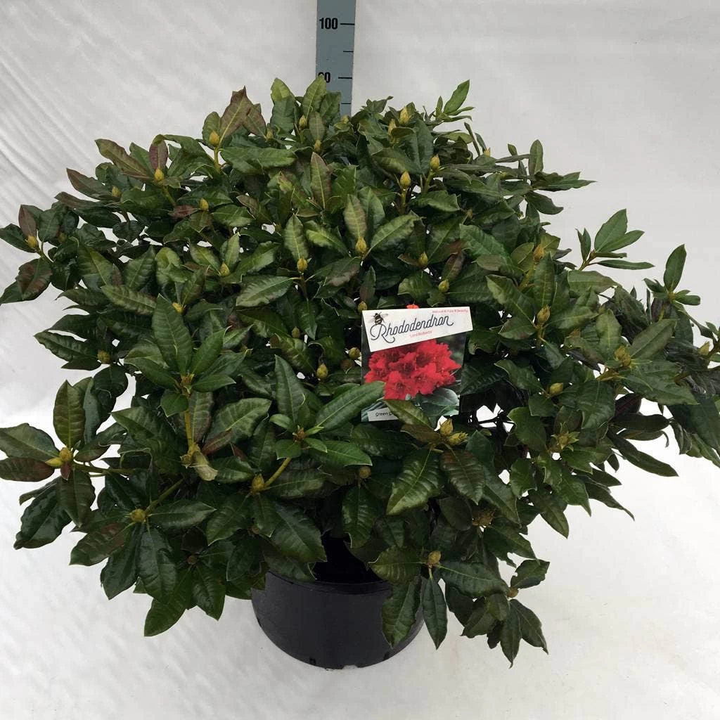 Rhododendron (Rhododendron 'Lord Roberts') 5 Rhododendron (Rhododendron 'Lord Roberts') - Afbeelding 5