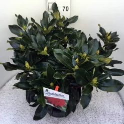 Rhododendron (Rhododendron 'Markeeta's Prize') -Tuinplanten Winkel rho. markeeta s prize c20